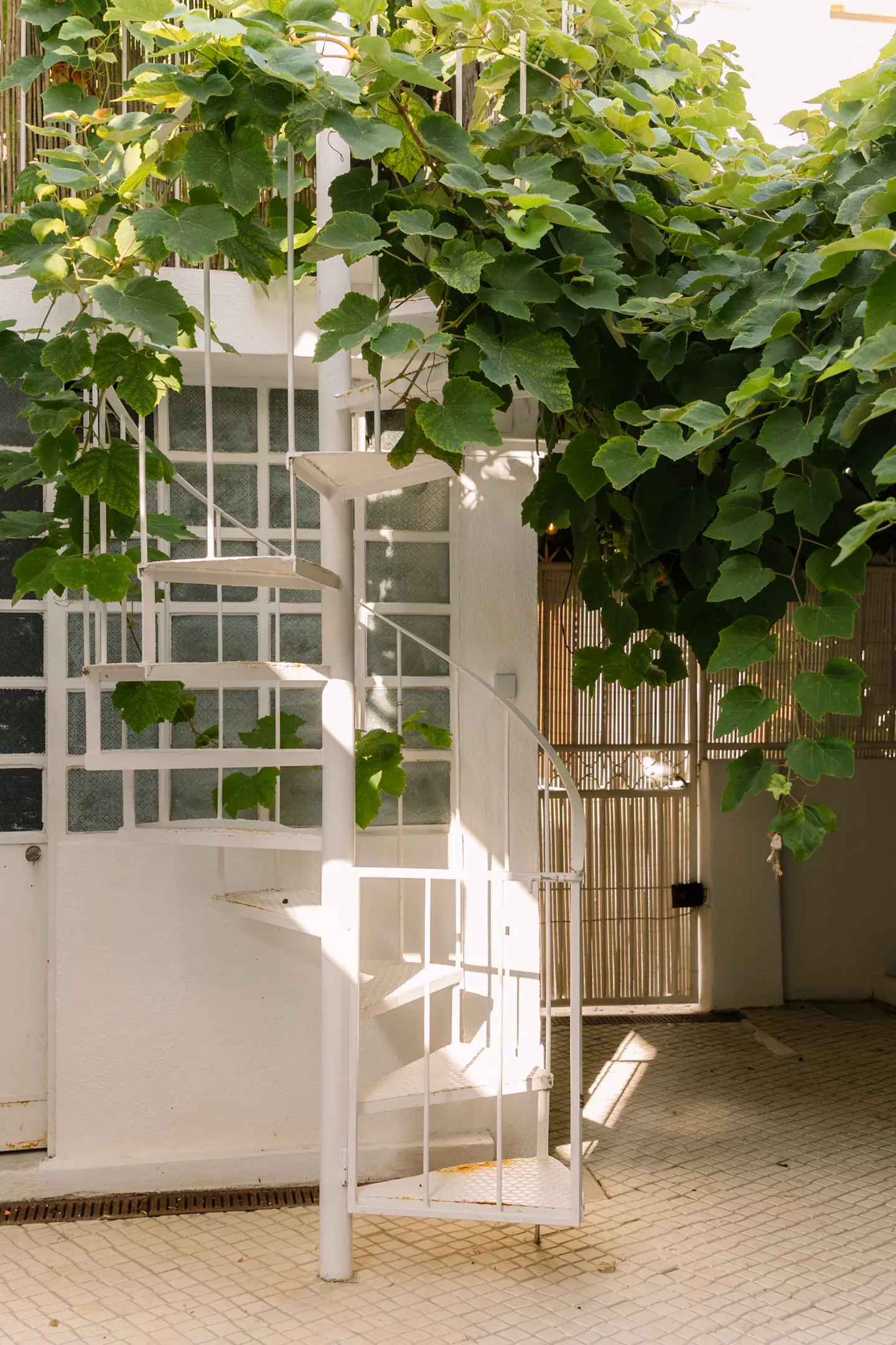 White outdoor staircase covered in vines